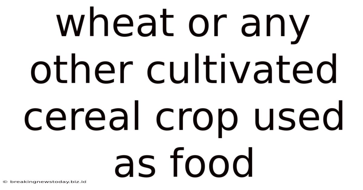 Wheat Or Any Other Cultivated Cereal Crop Used As Food