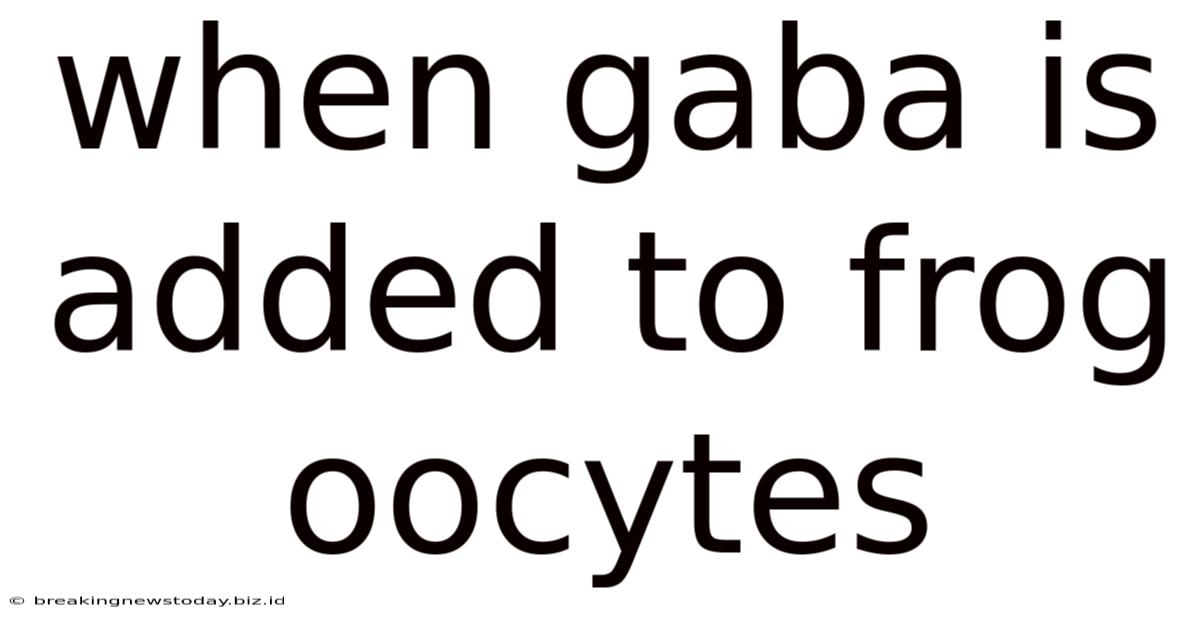 When Gaba Is Added To Frog Oocytes