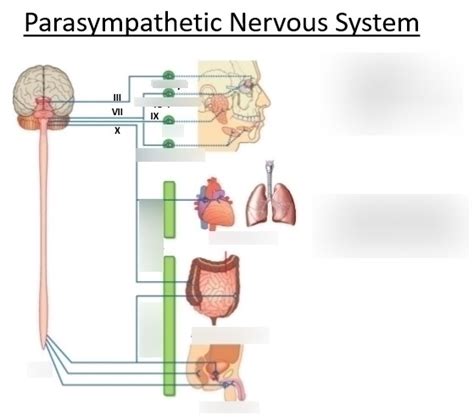 When The Parasympathetic Nervous System Is Activated Quizlet