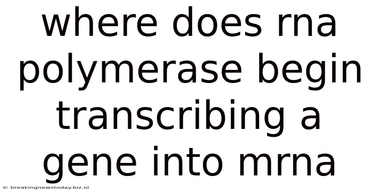 Where Does Rna Polymerase Begin Transcribing A Gene Into Mrna