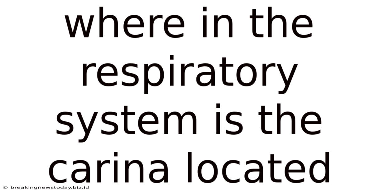Where In The Respiratory System Is The Carina Located