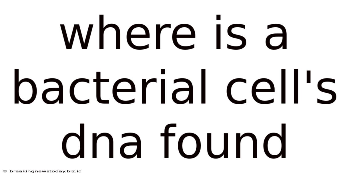 Where Is A Bacterial Cell's Dna Found