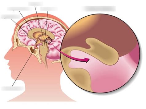 Where Is The Pineal Gland Located Quizlet