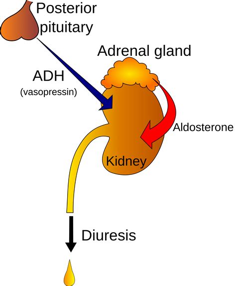 Which Action Is The Function Of Antidiuretic Hormone Quizlet