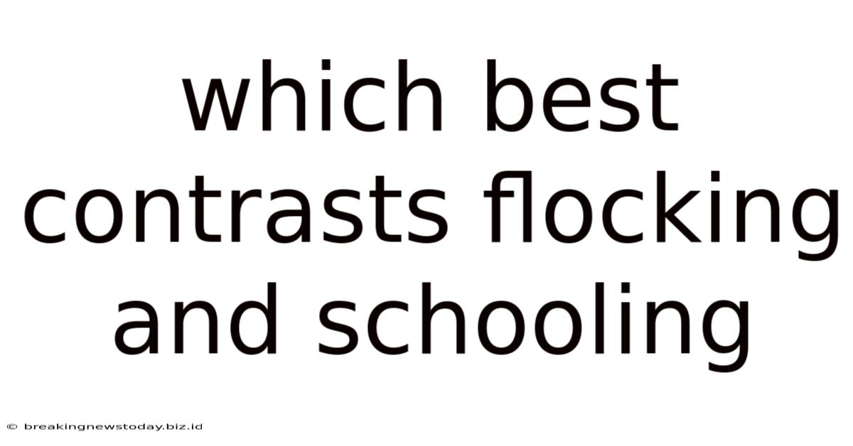 Which Best Contrasts Flocking And Schooling