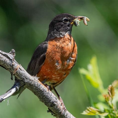 Which Best Describes A Bird's Role As It Eats Seeds