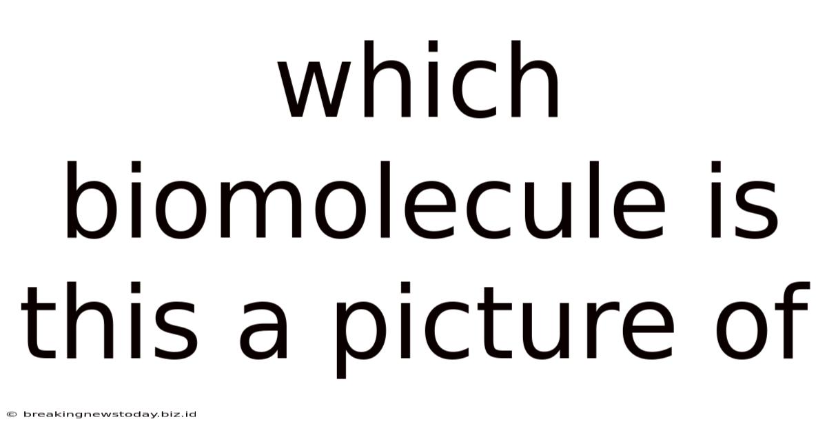 Which Biomolecule Is This A Picture Of