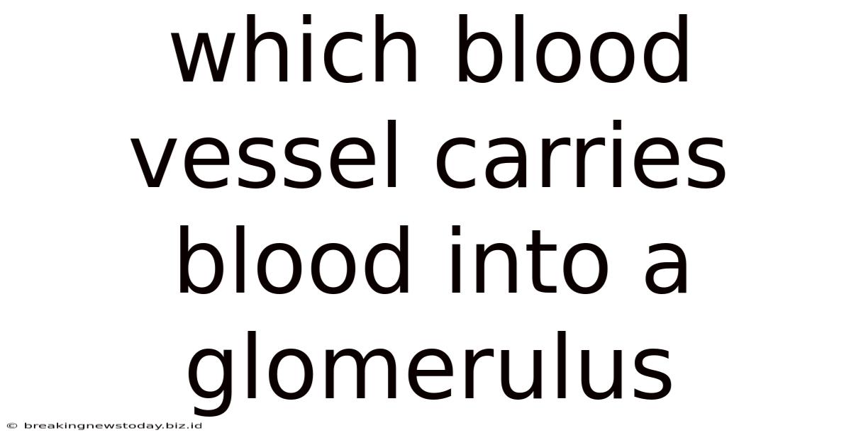 Which Blood Vessel Carries Blood Into A Glomerulus