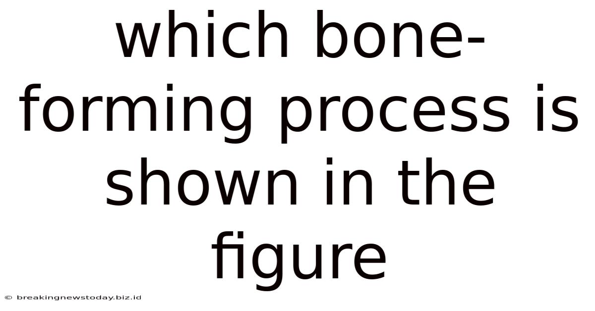Which Bone-forming Process Is Shown In The Figure