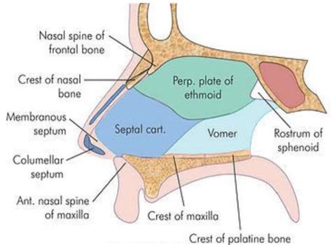 Which Bone Forms The Inferior Portion Of The Nasal Septum