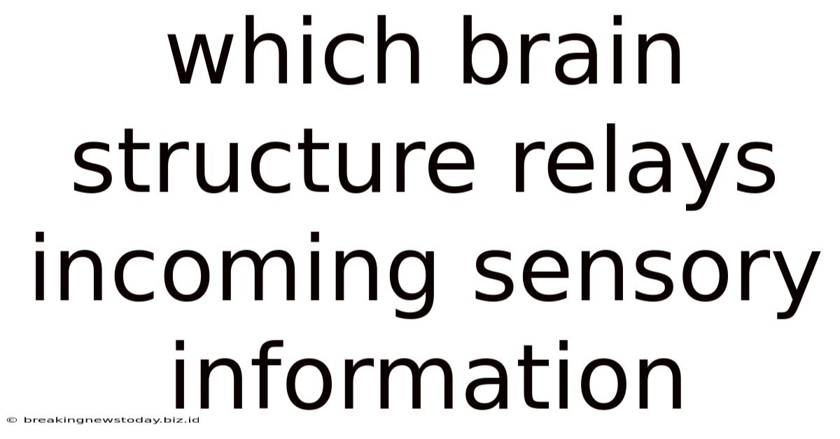 Which Brain Structure Relays Incoming Sensory Information