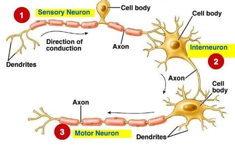 Which Criterion Is Used To Functionally Classify Neurons