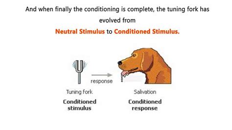 Which Experiment Involves The Use Of Classical Conditioning