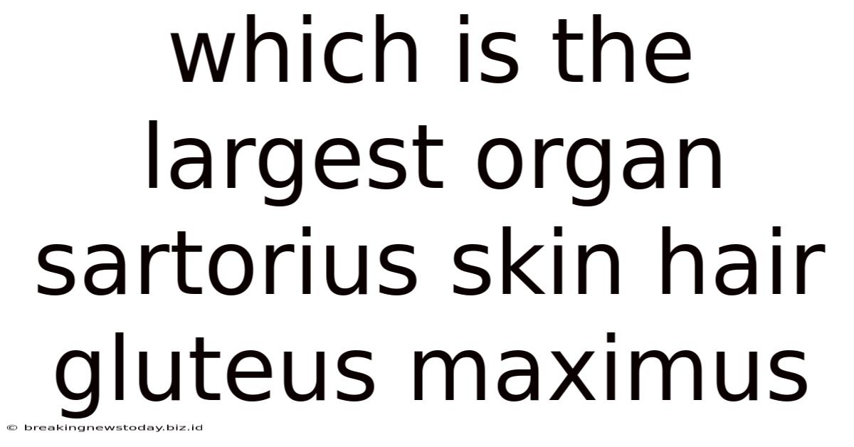 Which Is The Largest Organ Sartorius Skin Hair Gluteus Maximus