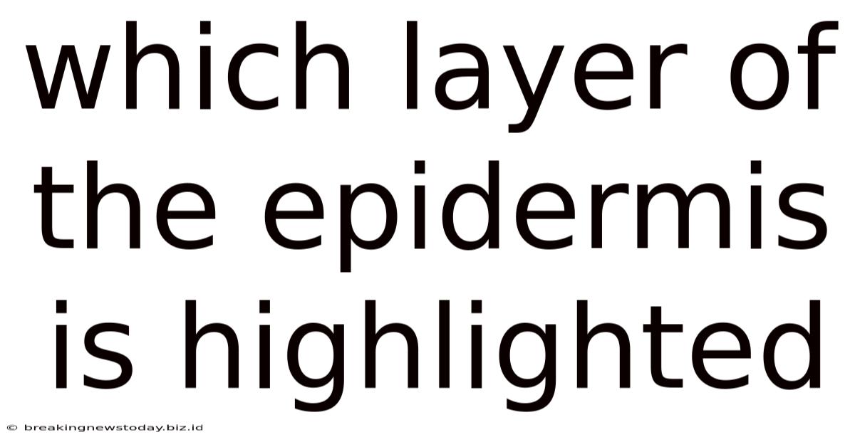 Which Layer Of The Epidermis Is Highlighted