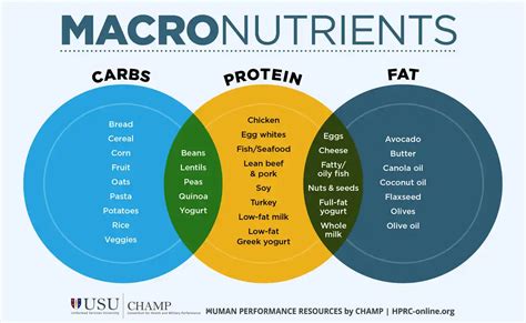 Which Macronutrient Is Vital For Every Function Of The Body