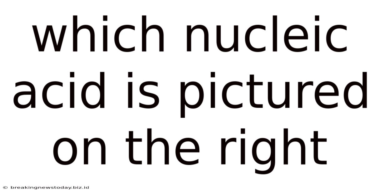 Which Nucleic Acid Is Pictured On The Right