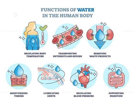 Which Of The Following Are Functions Of Water