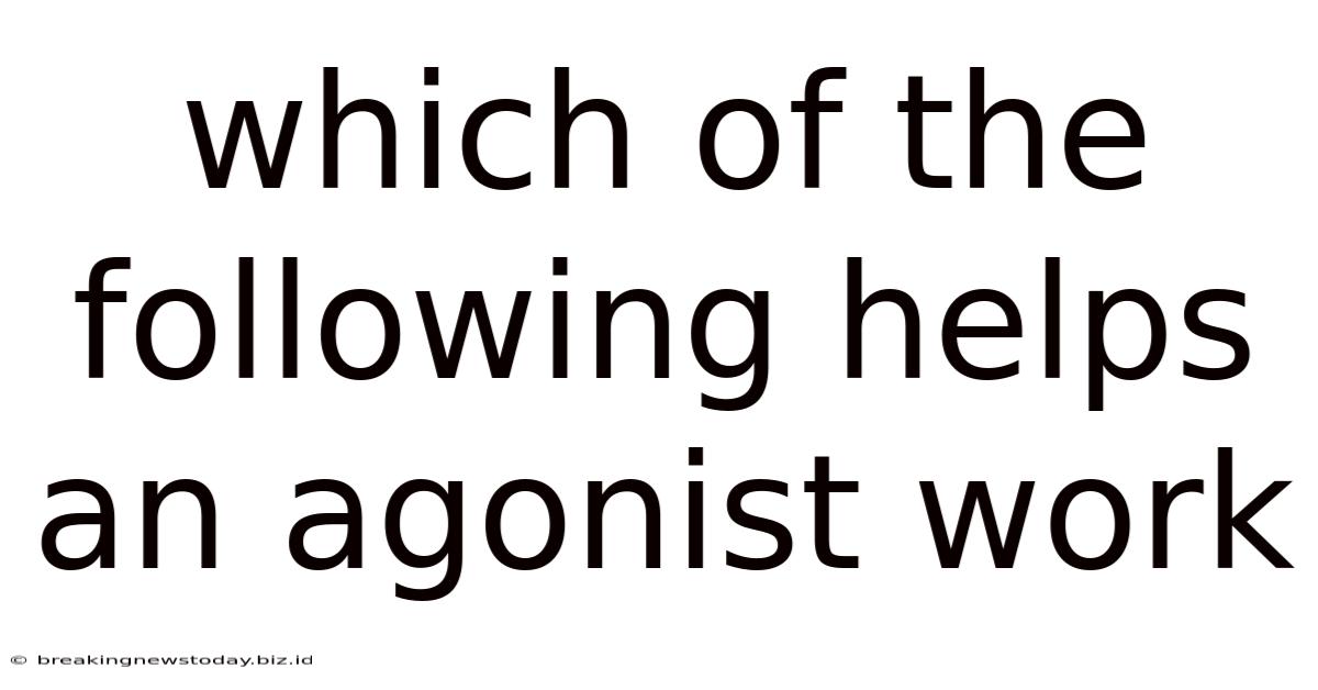 Which Of The Following Helps An Agonist Work