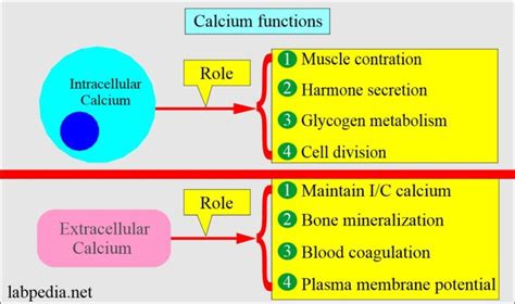 Which Of The Following Is Not A Function Of Calcium