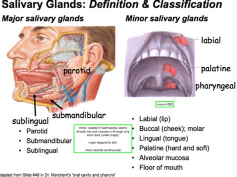 Which Of The Following Is Not A Salivary Gland Quizlet