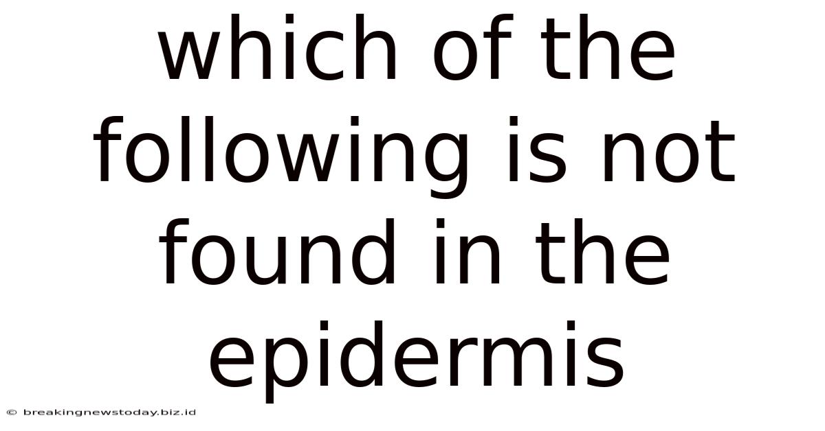 Which Of The Following Is Not Found In The Epidermis