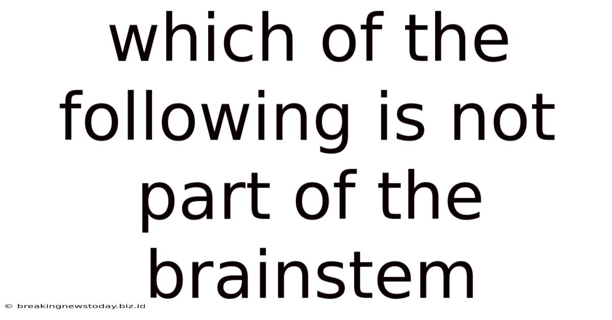 Which Of The Following Is Not Part Of The Brainstem