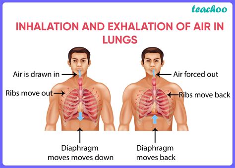 Which Of The Following Occurs During Inhalation