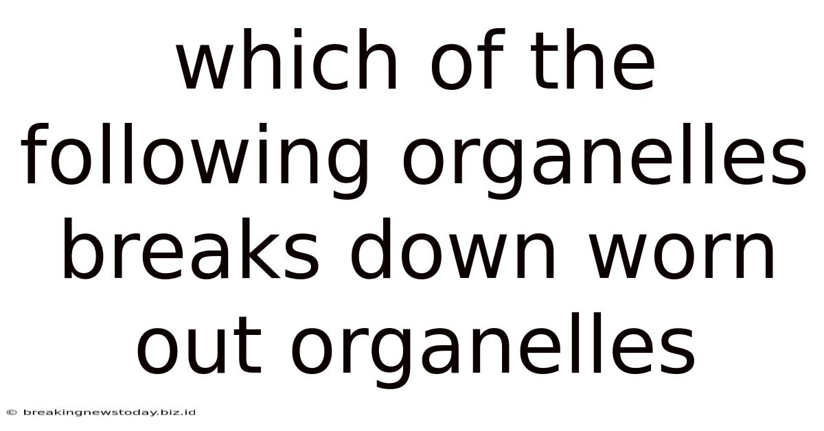 Which Of The Following Organelles Breaks Down Worn Out Organelles