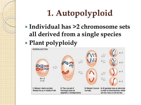 Which Of The Following Statements About Autopolyploid Individuals Is True