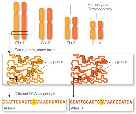 Which Of The Following Statements Regarding Gene Linkage Is Correct