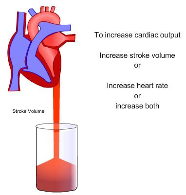 Which Of The Following Would Increase Cardiac Output