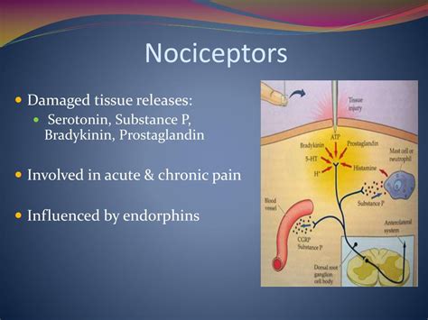 Which Of The Receptor Types Might Function As A Nociceptor