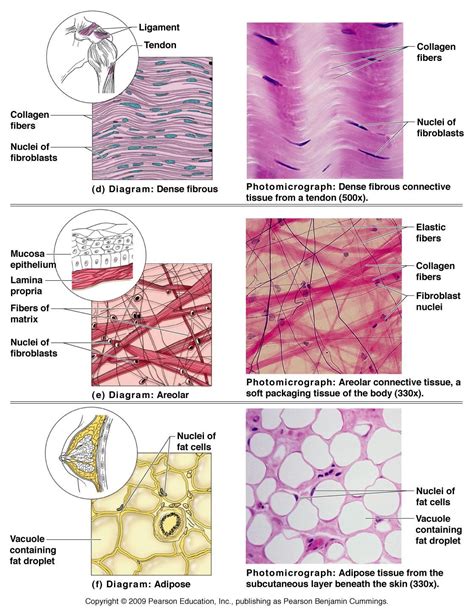 Which Of These Describes Loose Connective Tissue