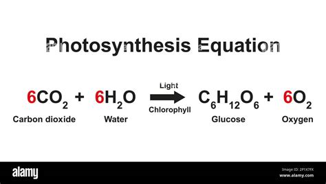 Which Of These Equations Best Summarizes Photosynthesis