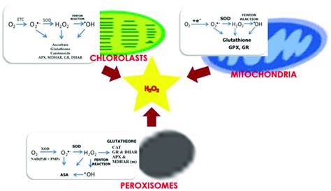 Which Of These Organelles Produces H2o2 As A By Product