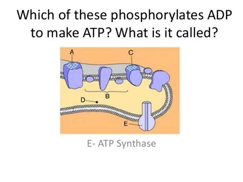 Which Of These Phosphorylates Adp To Make Atp