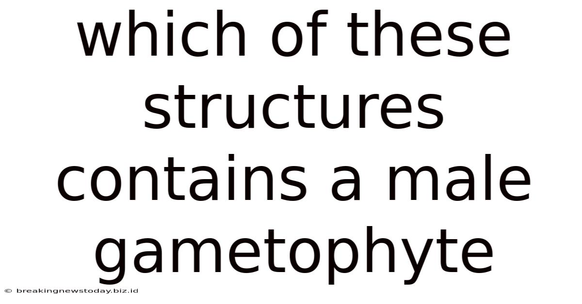 Which Of These Structures Contains A Male Gametophyte