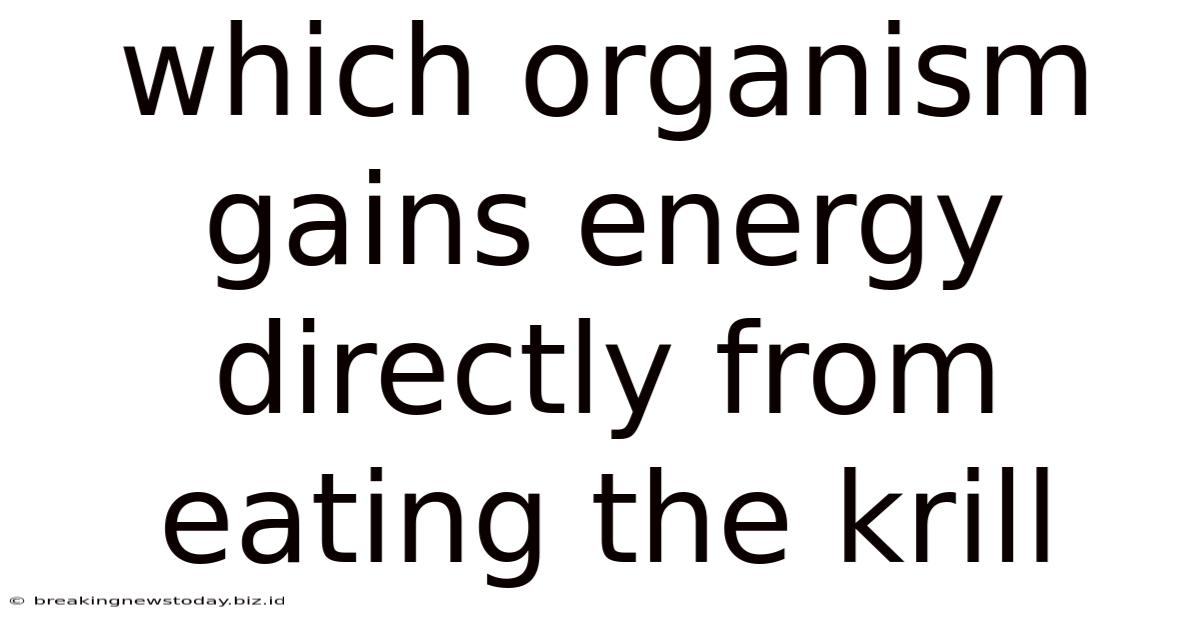 Which Organism Gains Energy Directly From Eating The Krill