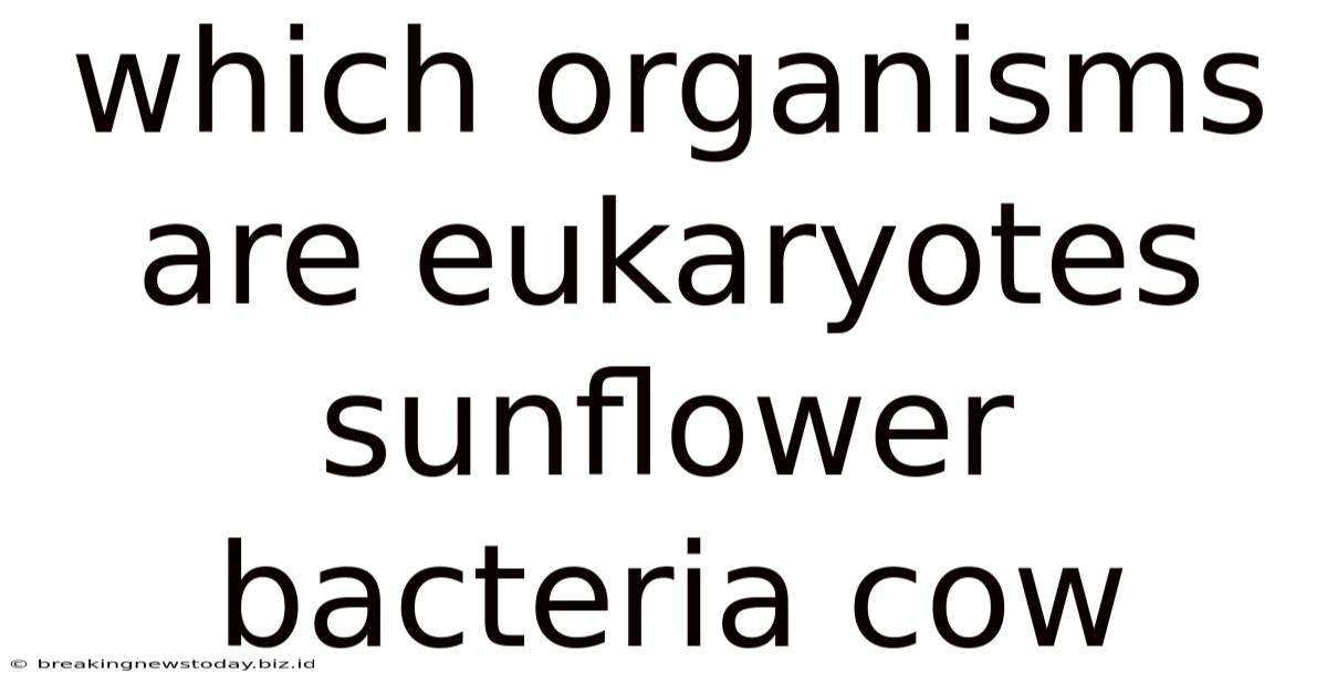 Which Organisms Are Eukaryotes Sunflower Bacteria Cow