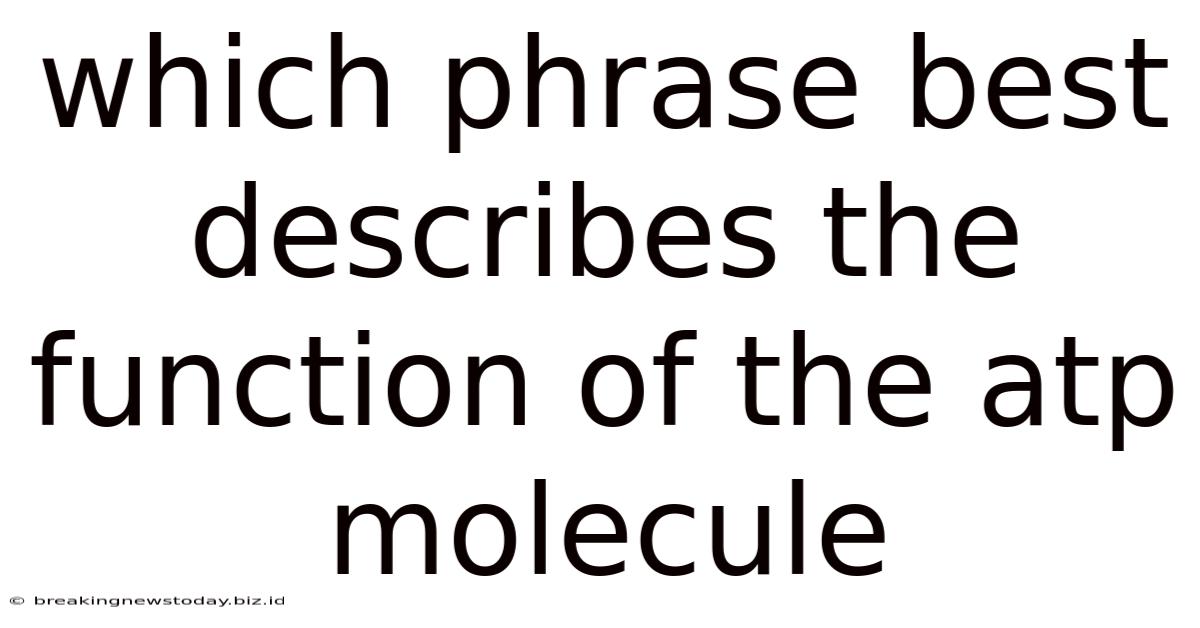 Which Phrase Best Describes The Function Of The Atp Molecule
