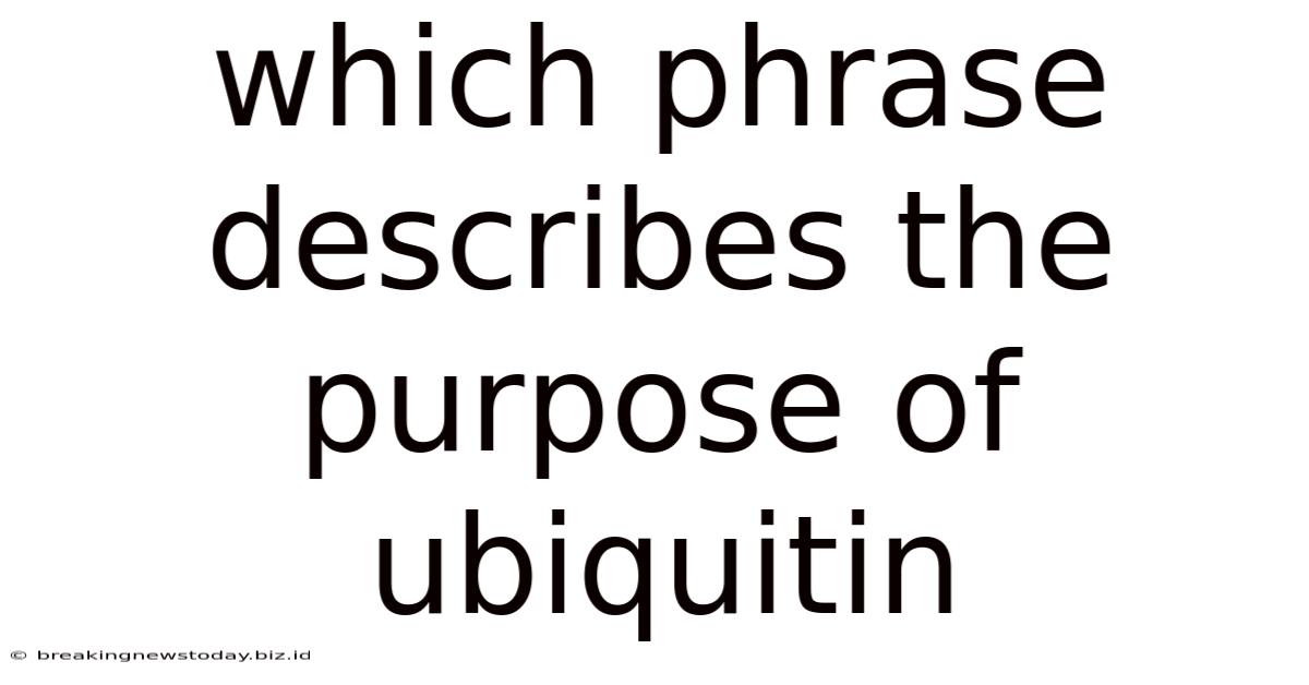 Which Phrase Describes The Purpose Of Ubiquitin