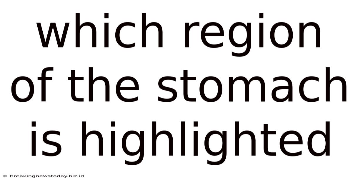 Which Region Of The Stomach Is Highlighted