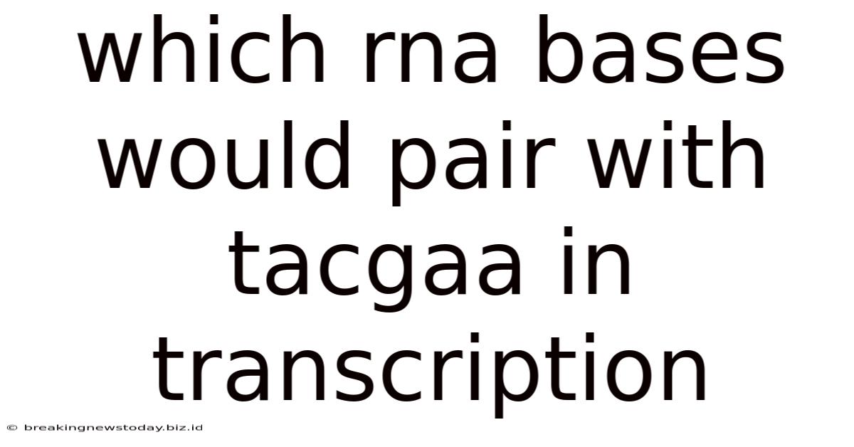Which Rna Bases Would Pair With Tacgaa In Transcription