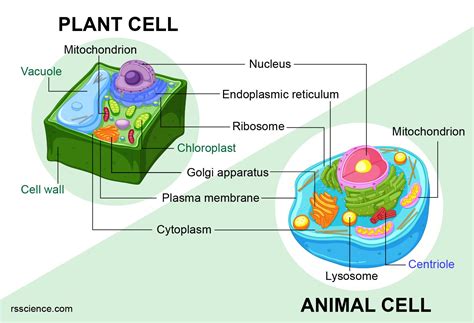 Which Statement Best Distinguishes Plant Cells And Animal Cells