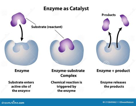 Which Statement Describes How Enzymes And Substrates Are Related