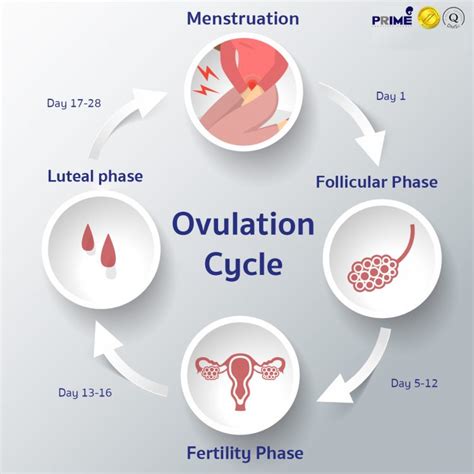 Which Statement Summarizes The Process Of Ovulation