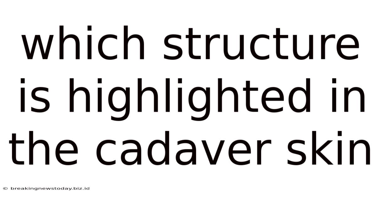 Which Structure Is Highlighted In The Cadaver Skin