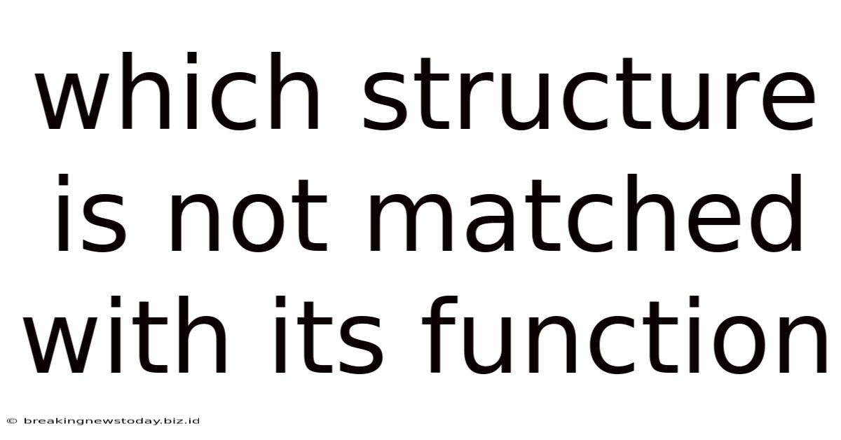 Which Structure Is Not Matched With Its Function