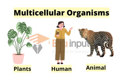 Which Taxonomic Domain Includes Multicellular Photosynthetic Organisms